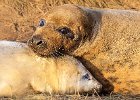 4) Common Seals.jpg